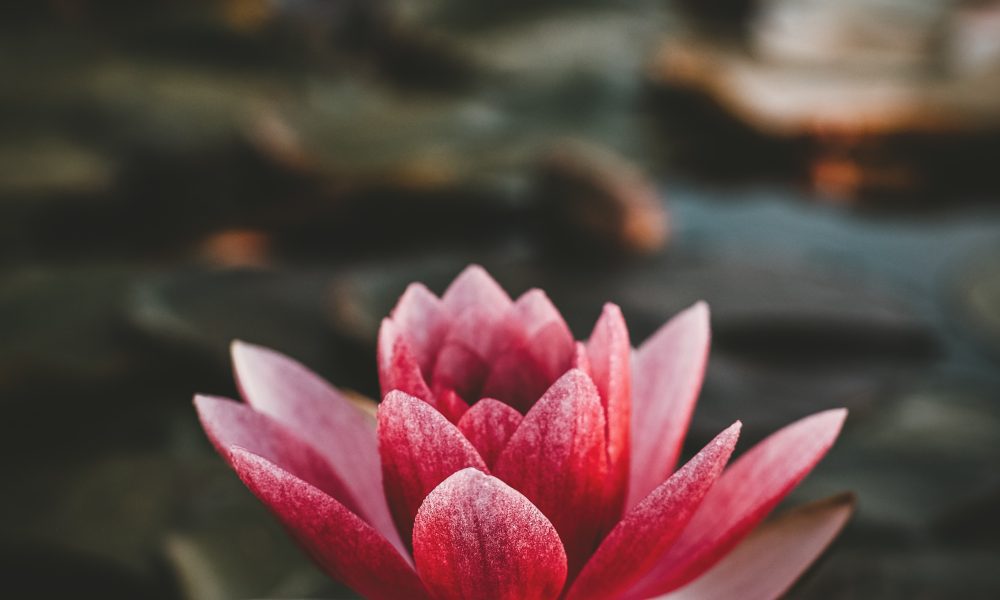 The Flower of Veneration Chapter 1: Unearthing the Mysteries