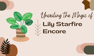 Unveiling the Magic of Lily Starfire Encore